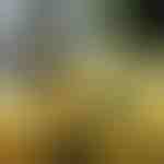 Cinta de Navidad brillante (500 cm) | SHINESTRAP